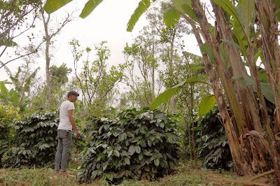 Old Friends Coffee --Bali Coffee Farmer & Roaster